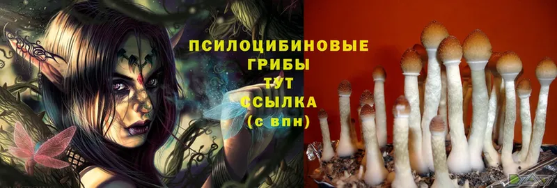 Псилоцибиновые грибы MAGIC MUSHROOMS  дарнет шоп  OMG ссылки  Емва 